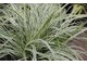 Carex oshimensis 'Everest'