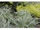 Carex oshimensis 'Everest' w towarzystwie Hakonechloa macra 'All Gold'