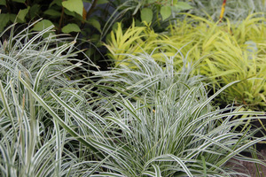 Carex oshimensis 'Everest' w towarzystwie Hakonechloa macra 'All Gold'