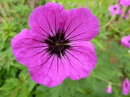 Bodziszek z ciemnym środkiem (Geranium "Patricia")