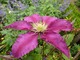 Clematis