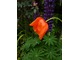 Ciekawy zestaw kolorystyczny łubinu z tulipanem