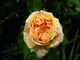 Róża o morelowych kwiatach