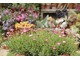 Argyranthemum