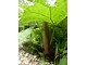 Gunnera manicata