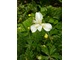 Iris sibirica o białych kwiatach