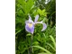 Iris sibirica o niebieskich kwiatach