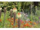 Trytoma groniasta - Kniphofia uvaria ma egzotyczne pochodzenie i fascynujący kolor