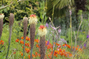 Trytoma groniasta - Kniphofia uvaria ma egzotyczne pochodzenie i fascynujący kolor