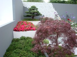 Kolorowe drzewka bonsai i kwitnące azalie 