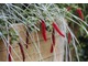 Elymus magellanicus z szarłatem (Amaranthus)