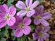 Erodium x variabile "Bishops Forms"