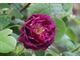 Róża 'Tuscany Superb' ma niezwykły kolor 