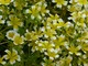 Limnanthes douglasii