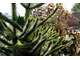 Araukaria nie jest rośliną do posadzenia w zimniejszych rejonach kraju