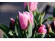 Miłośnicy wiosny w ogrodzie posadzą dużo tulipanów