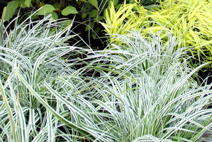 Carex oshimensis 'Everest'