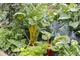 Miłośnicy korzyści z ogrodu wybiorą warzywa
