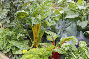 Miłośnicy korzyści z ogrodu wybiorą warzywa