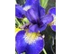 Iris sibirica "Silver Edge"
