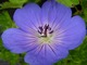 Geranium "Rozanne"