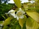 Philadelphus coronarius "Aureus"
