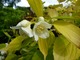 Philadelphus coronarius "Aureus"