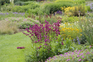 Mocne akcenty różowe - Penstemon 'Burford Purple'