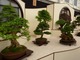 Miniaturowe drzewka bonsai. Do dekoracji tarasu wystarczy nawet jedno.