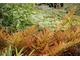 Brązowe liście to paproć Dryopteris erythrosora