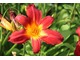 Liliowce są owadopylne - owady przywabiane są przez barwny okwiat i zbierają nektar w zalążni słupka