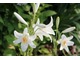 Lilia biała (Lilium candidum) 