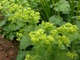 Alchemilla mollis