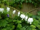 Dicentra spectabilis "Alba"