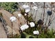 Silene alpestris 'Flore Pleno'  ma niski wzrost i nadaje się do ogródków szczelinowych