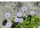 Globularia incanesis rośnie w naturze w Alpach i ma lancetowate listki i niebieskie, kuliste kwiatki na niewysokich łodyżkach. Kwitnie latem 