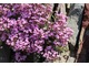 Saponaria ocymoides kwitnie długo, od maja do sierpnia