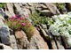 Ogródek szczelinowy to miniatura natury, kawałek alpejskiego krajobrazu
