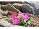 Phlox nana ((Arroyo Phlox) to częściowo zimozielona roślina rozprzestrzeniająca się przez rozłogi. Kwitnie od wczesnego lata na różowo