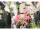 W ogródku szczelinowym można założyć kolekcję jaskrawo ubarwionych lewizji
