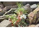 Oenothera caespitosa tworzy rozetę ząbkowanych liści i jest znana jako roślina skalna. Pochodzi z Ameryki Północnej