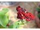 Primula auricula 'Doyen' ma ciemnoczerwone, lekko pachnące kwiaty. Lubi przepuszczalne, ale lekko wilgotne i chłodne gleby 