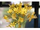 Brodiaea ixioides (obecnie Triteleia ixioides) ma gwiaździste, żółte kwiaty. Jej liście znikają podczas kwitnienia