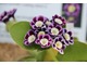 Primula auricula 'Blue Yodeller'  lubi spędzać zimę w chłodnej szklarni