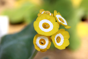 Primula auricula 'Harvest Glow' ma żółte kwiaty z białym środkiem