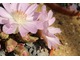 Lewisia rediviva  ma delikatny kolor i w naturze rośnie na żwirowych  glebach, zazwyczaj w suchych obszarach podgórskich 