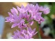 Allium unifolium  to kompaktowa bylina cebulowa  z krótkim szaro-zielonymi liśćmi i stosunkowo dużymi, różowymi kwiaty późną wiosną