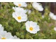 Cistus x obtusifolius 'Thrive' lubi pełne słońce, kwitnie na biało w czerwcu- lipcu, jednak w Polsce raczej wymarza
