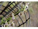 Ophrys apifera o zwyczajowej nazwie "bee orchids"  jest wieloletnią rośliną zielną,  należącą do rodziny storczykowatych