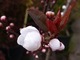 Śliwa wiśniowa "Nigra" kwitnie wczesną wiosną, a latem ogród będą zdobiły purpurowe liście, utrzymujące się do późnej jesieni